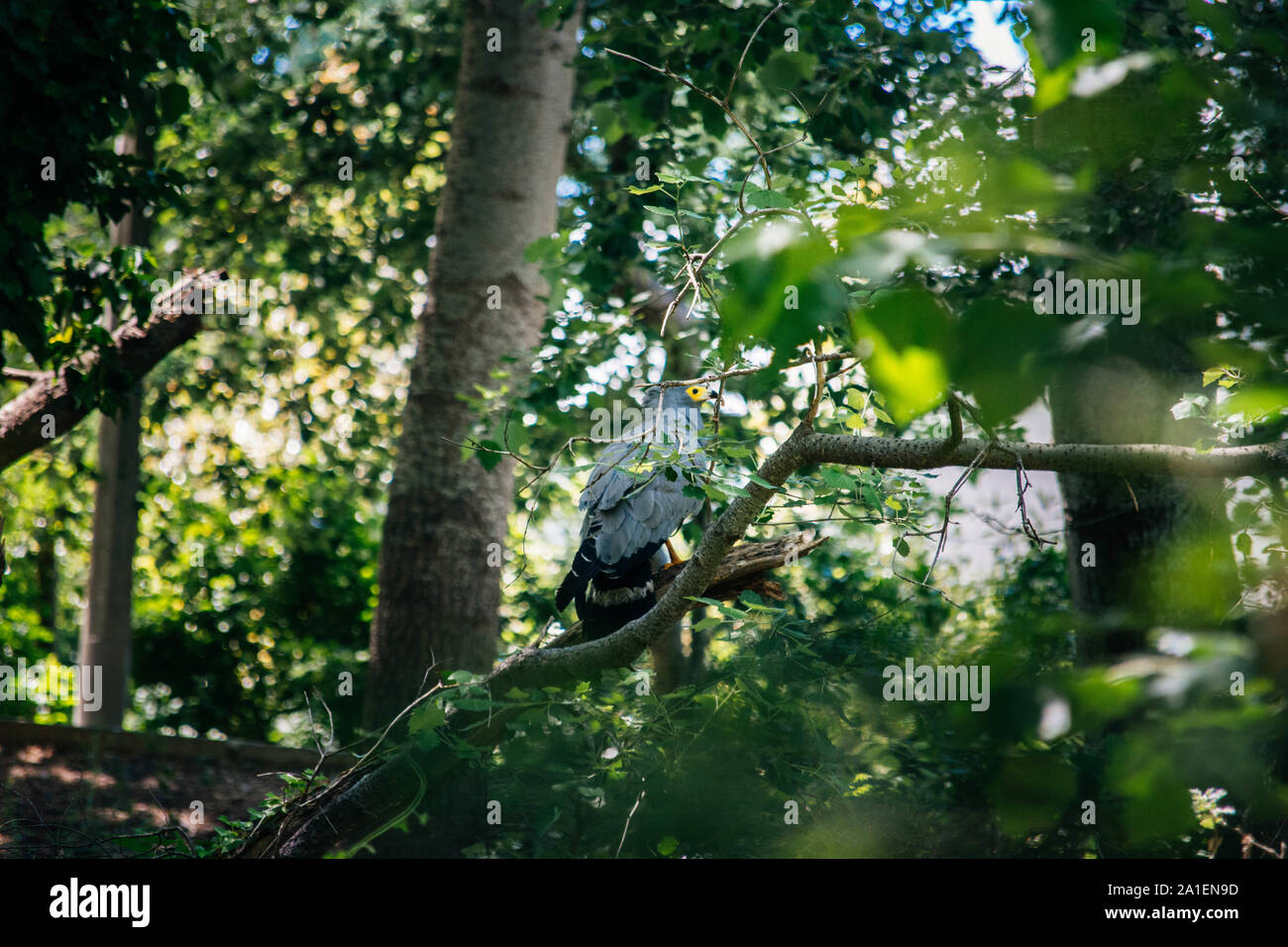 Gymnogene, African Harrier Hawk in un bosco di Città del Capo in Sud Africa Foto Stock