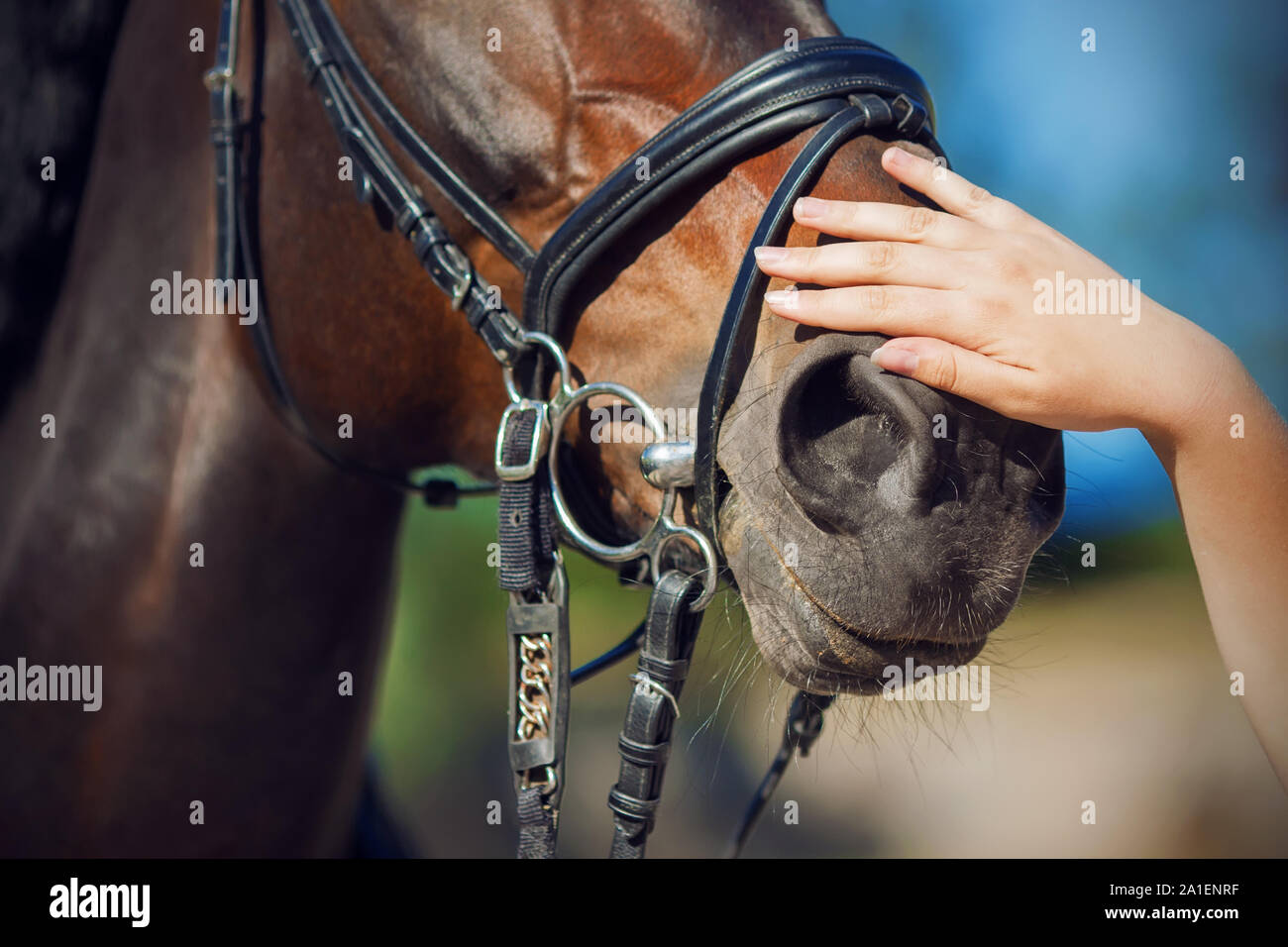 Una donna di mano di accarezzare dolcemente il muso di una baia a cavallo, vestito di una briglia e illuminato dalla luce del sole caldo. Foto Stock