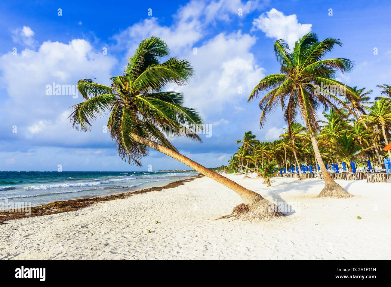 Tulum, Messico. Inclinazione albero di palme sulla spiaggia. Mar dei Caraibi. Foto Stock