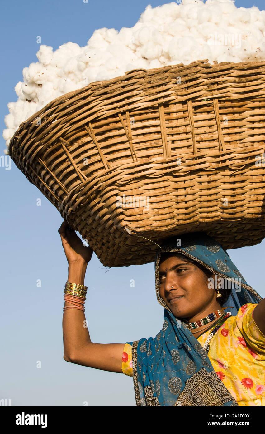 INDIA, Madhya Pradesh, Nimad regione, Khargone , agricoltore tribale della cooperativa Shiv Krishi Utthan Sanstha harvest fair trade organic cotton , donna portare la resa nel cestello per il loro villaggio Foto Stock