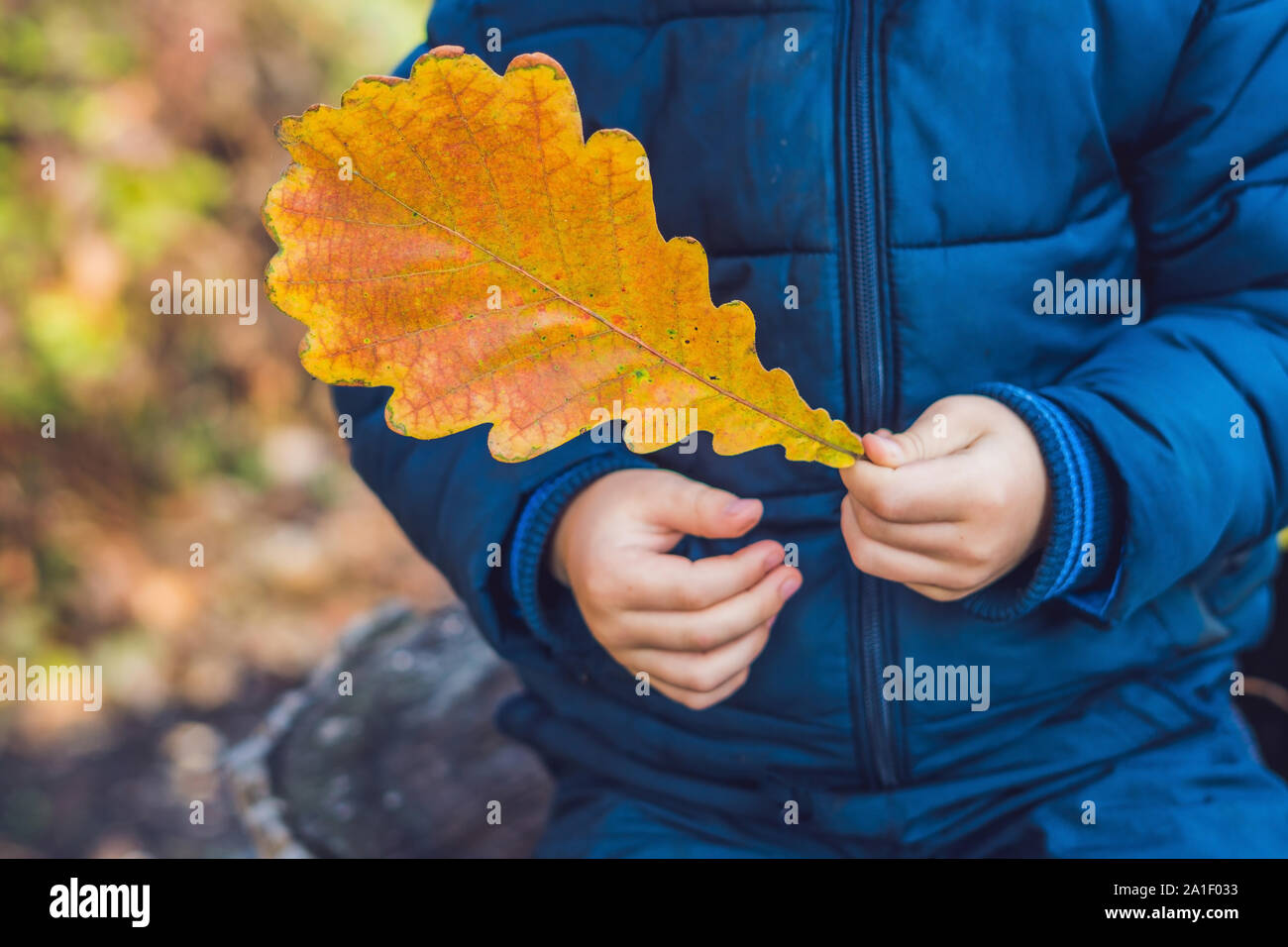 Sfondo arancione autunno foglie. All' aperto nel parco Foto Stock