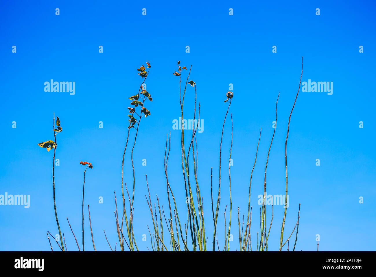 Bellissimi alberi sul cielo blu sullo sfondo. Royalty di alta qualità immagine stock di paesaggio, albero, sky. Foto Stock