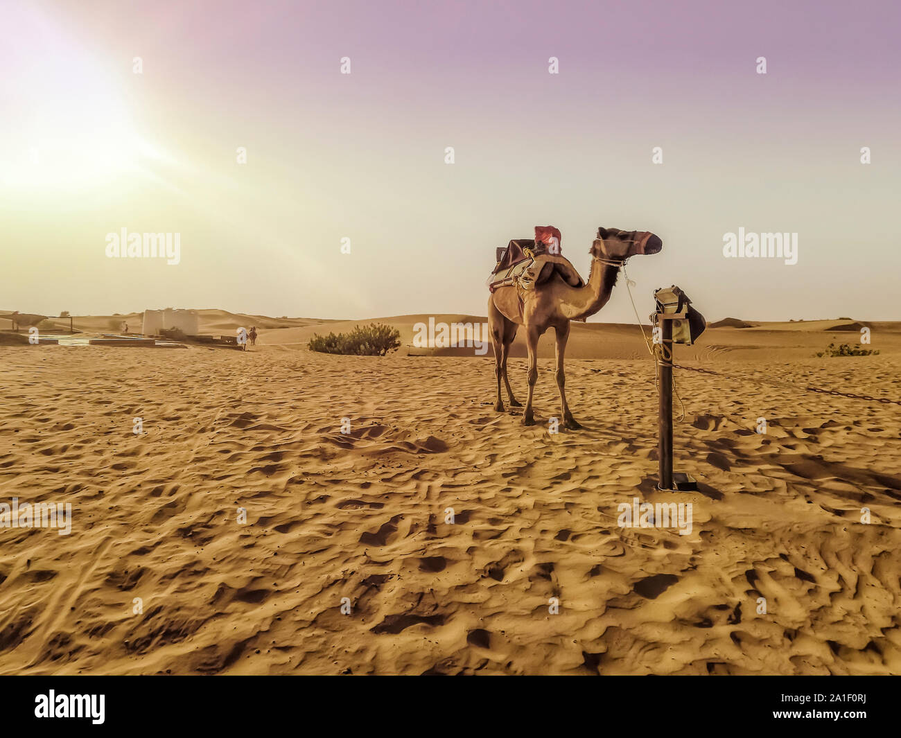 Camel da una roulotte nel deserto di Dubai di close-up di giorno con i raggi del sole. Foto Stock