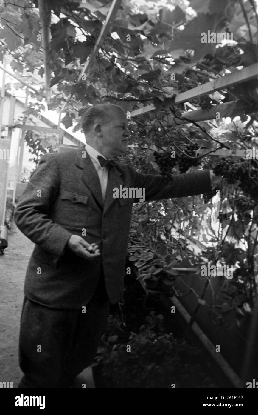 Hans Blunck, deutscher Phytomediziner und Autor, in seinem Gewächshaus, Deutschland 1939. Entomologo tedesco e autore Hans Blunck a sua serra, Germania 1939. Foto Stock