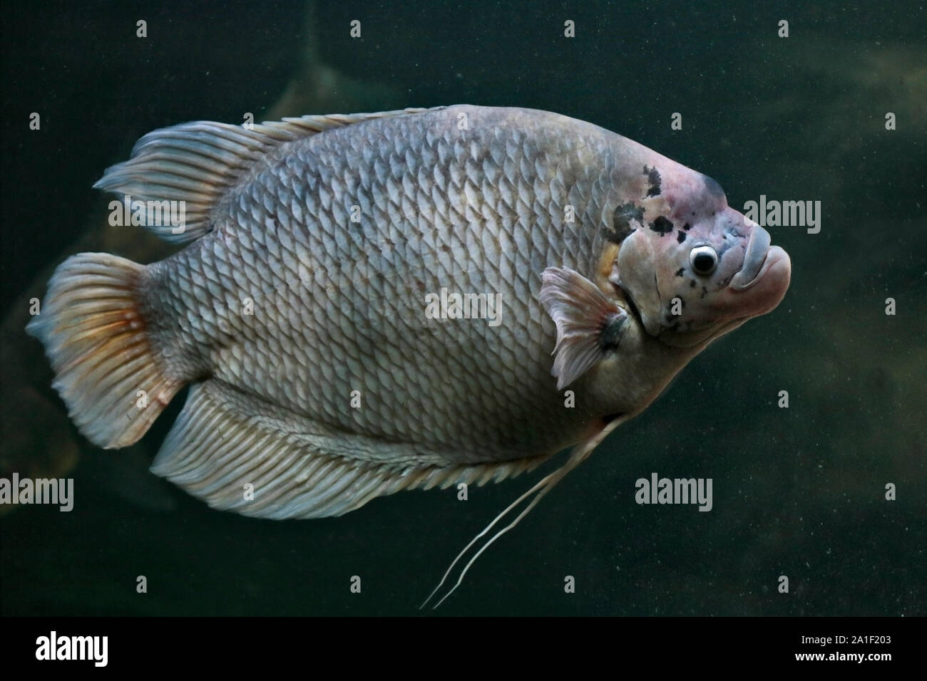 Giant Gourami (osphronemus goramy) Foto Stock