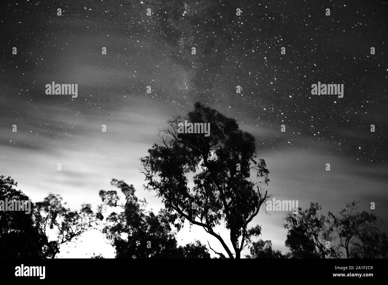 Un albero davanti a un cielo stellato su una sera Nuvoloso. La fotografia scattata dalla lunga esposizione è stato girato a est dell'Australia. Foto Stock