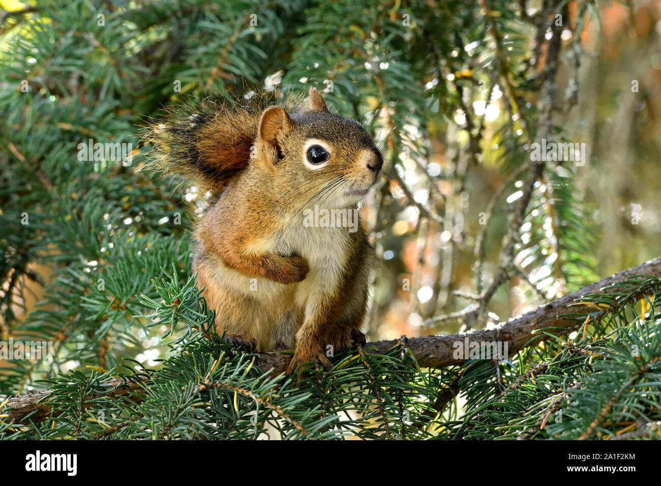 Un selvatico scoiattolo rosso ( Tamiasciurus hudsonicus); seduta su un ramo di albero che guarda lontano nelle zone rurali di Alberta in Canada Foto Stock