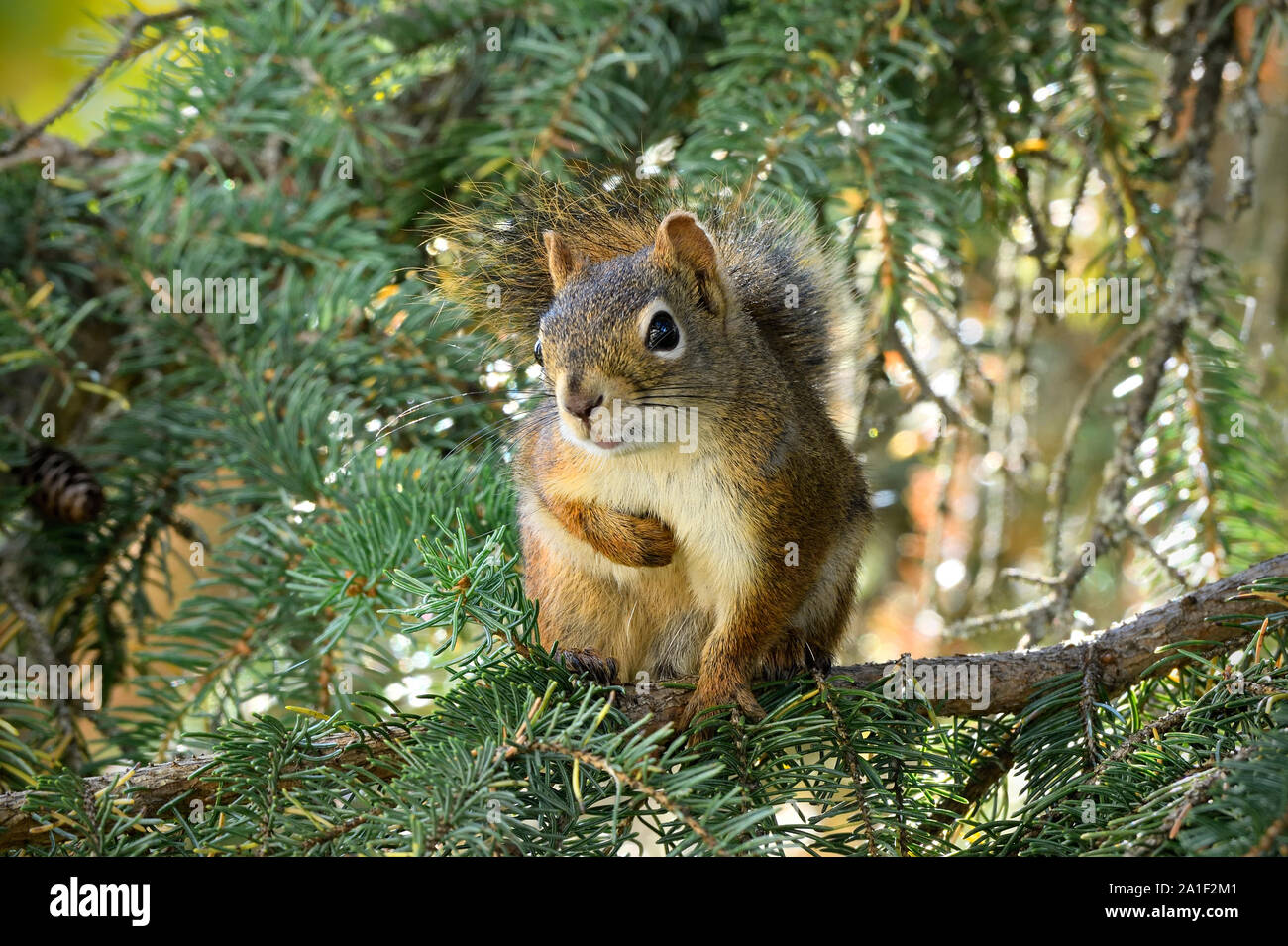 Un selvatico scoiattolo rosso ( Tamiasciurus hudsonicus); seduta su un ramo di albero che guarda lontano nelle zone rurali di Alberta in Canada Foto Stock
