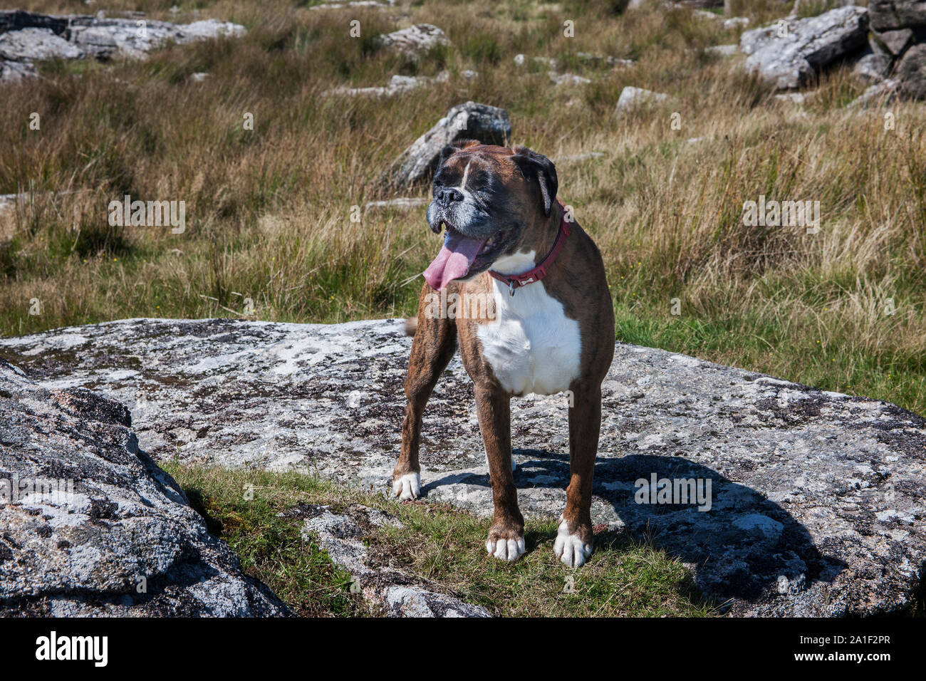 Boxer Cani giocando Foto Stock