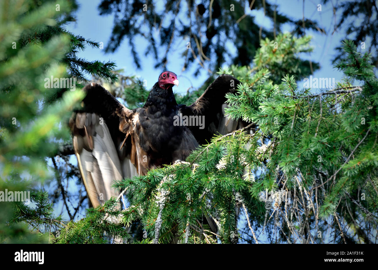 Una vista frontale di un wild Turchia avvoltoio uccello (Cathartes aura),appollaiato su un ramo di albero asciugando le sue ali dopo una pioggia di estate sull'Isola di Vancouver British Foto Stock