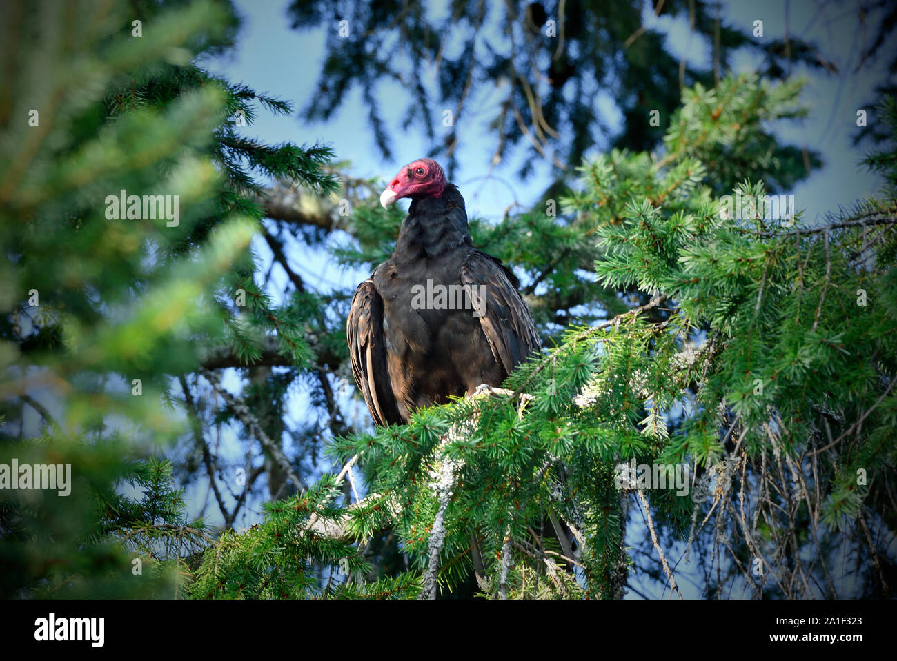 Una vista frontale di un wild Turchia Vulture ( Cathartes aura), appollaiato su un ramo di albero lungo la costa dell'isola di Vancouver in British Columbia Canada Foto Stock