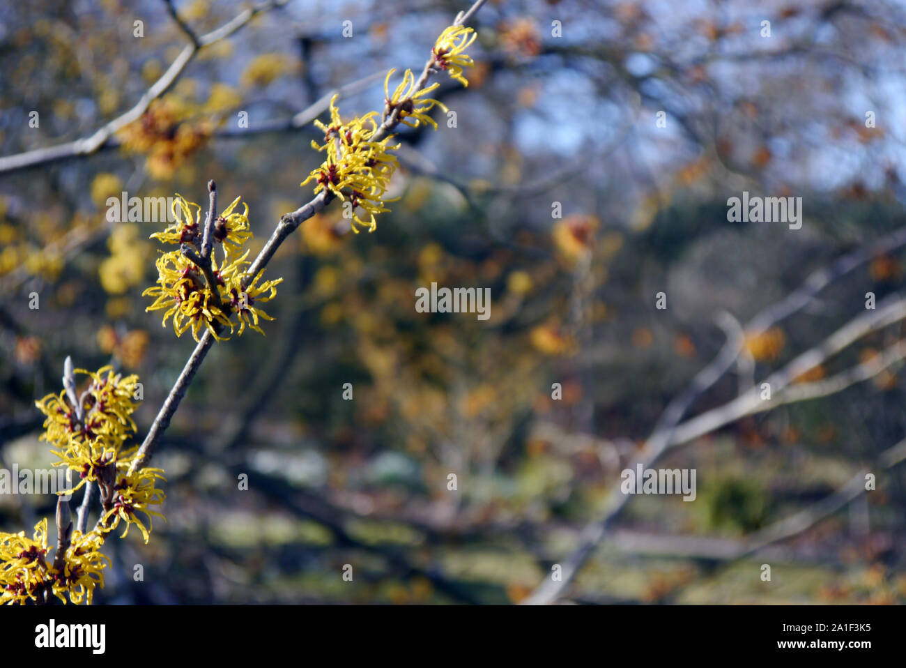 Hamamelis x intermedia 'japonica' Amamelide fiori coltivati a RHS Garden Harlow Carr, Harrogate, Yorkshire. Inghilterra, Regno Unito Foto Stock