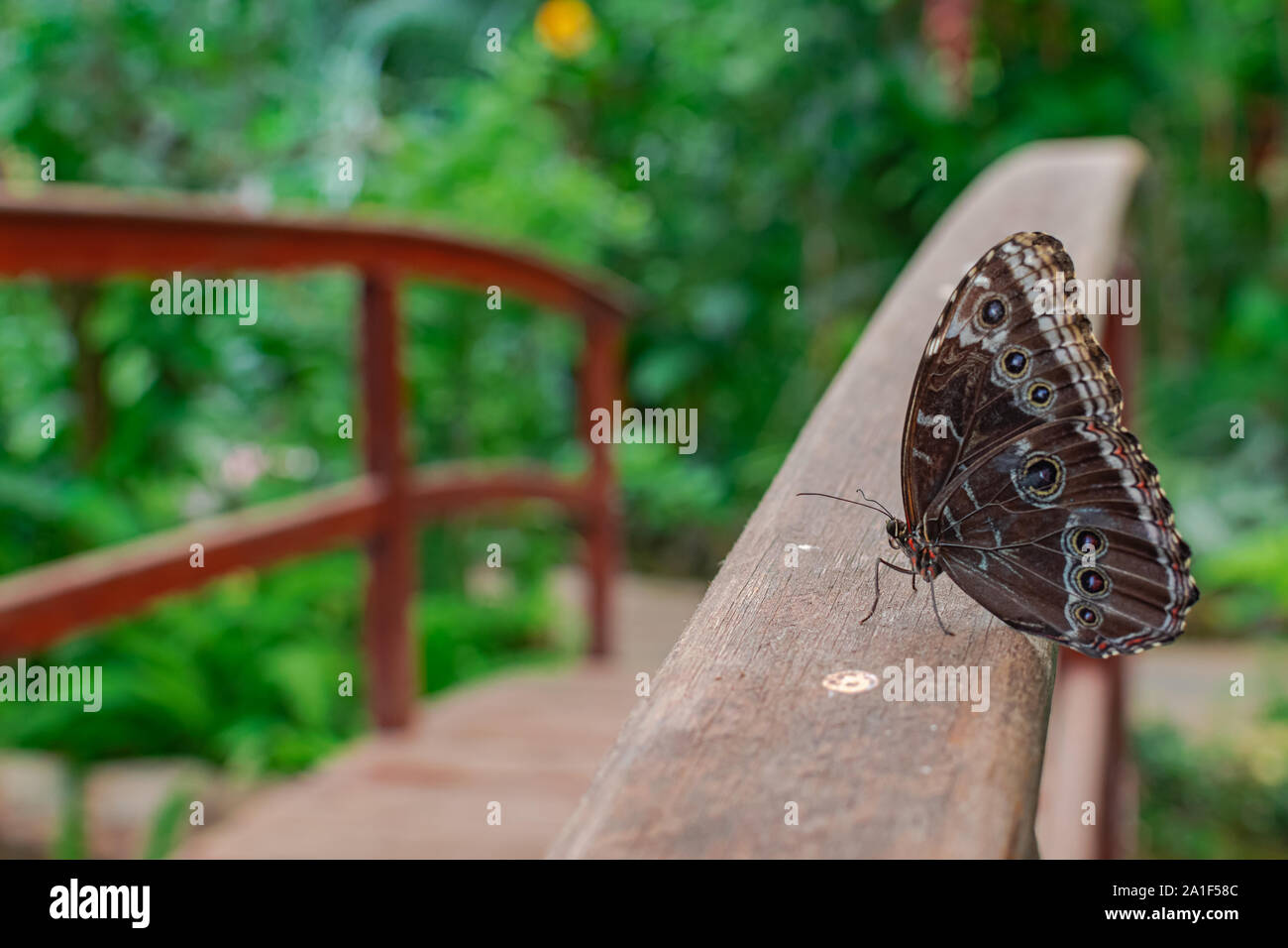 Morpho peleides butterfly, appoggiato su un ponte di legno, con vegetazione verde sullo sfondo Foto Stock
