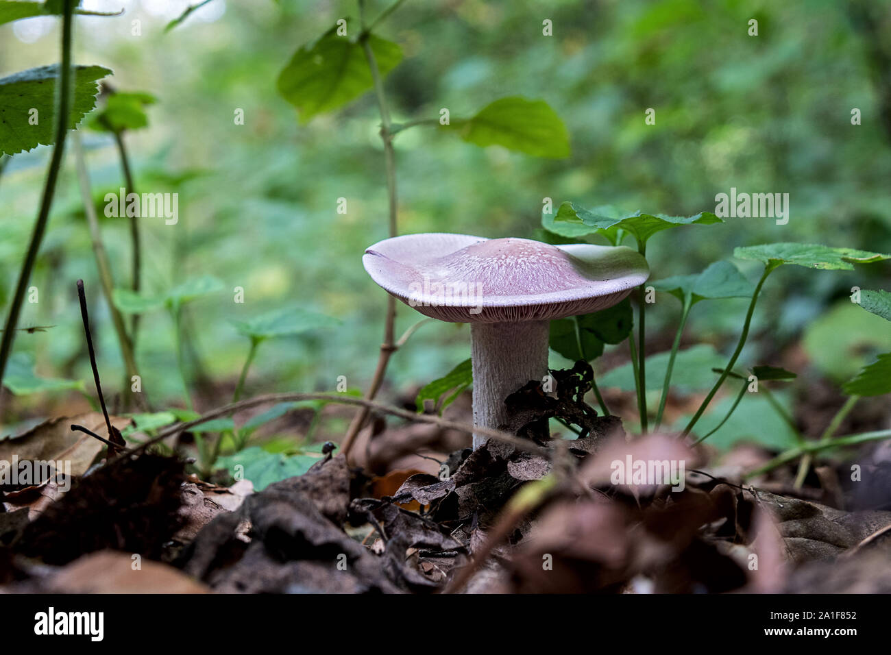 Bianco di funghi marrone nel mezzo di edera e asciugare caduta foglie Foto Stock
