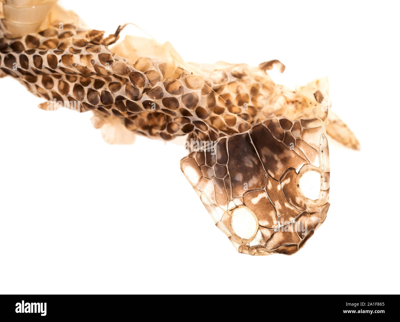 Capannone snakeskin dettaglio. Nel caso in cui la testa e gli occhi erano. Piuttosto mostruoso. Isolato su sfondo bianco. Foto Stock