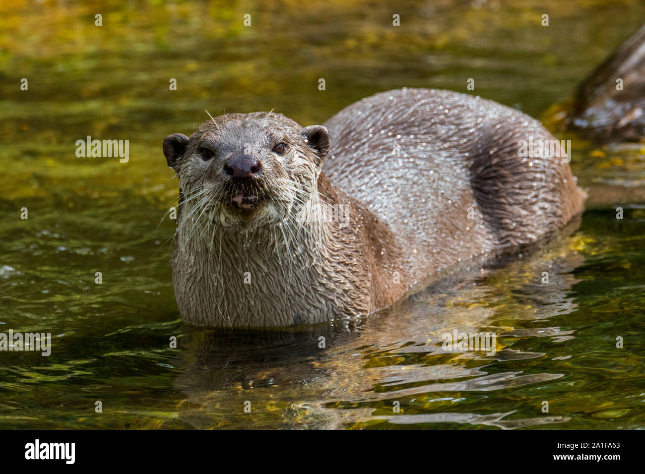 Liscio rivestito di lontra (Lutrogale perspicillata / lutra perspicillata) rovistando nel flusso nativo del subcontinente indiano e del sud-est asiatico Foto Stock