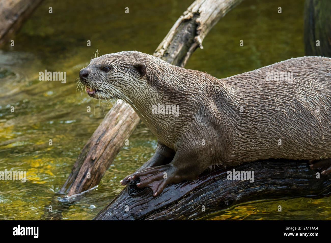 Liscio rivestito di lontra (Lutrogale perspicillata / lutra perspicillata) sulla banca del fiume nativo del subcontinente indiano e del sud-est asiatico Foto Stock