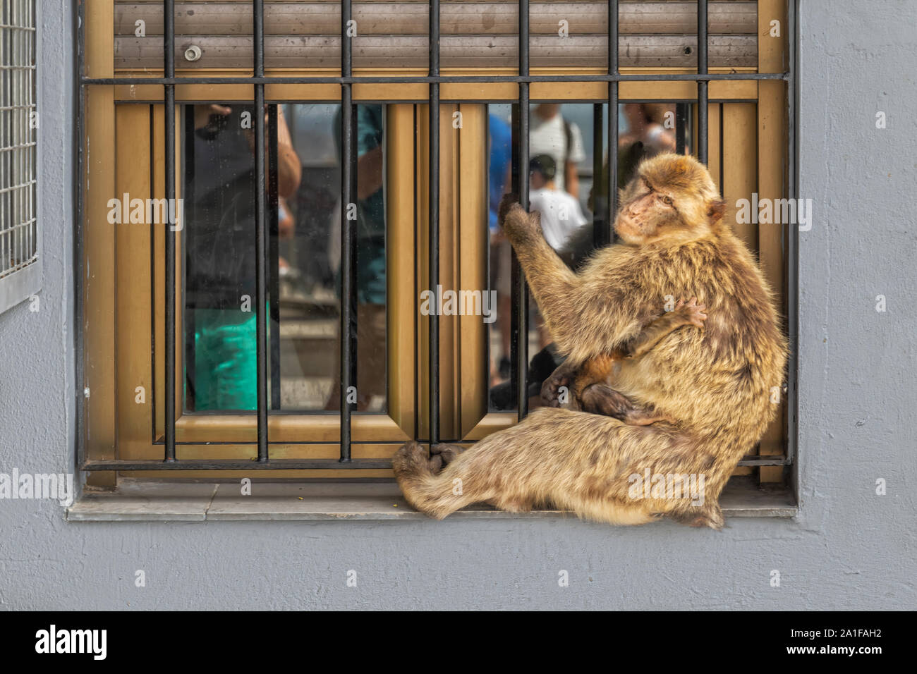 Scimmia con cub aggrappati alla finestra. Foto Stock