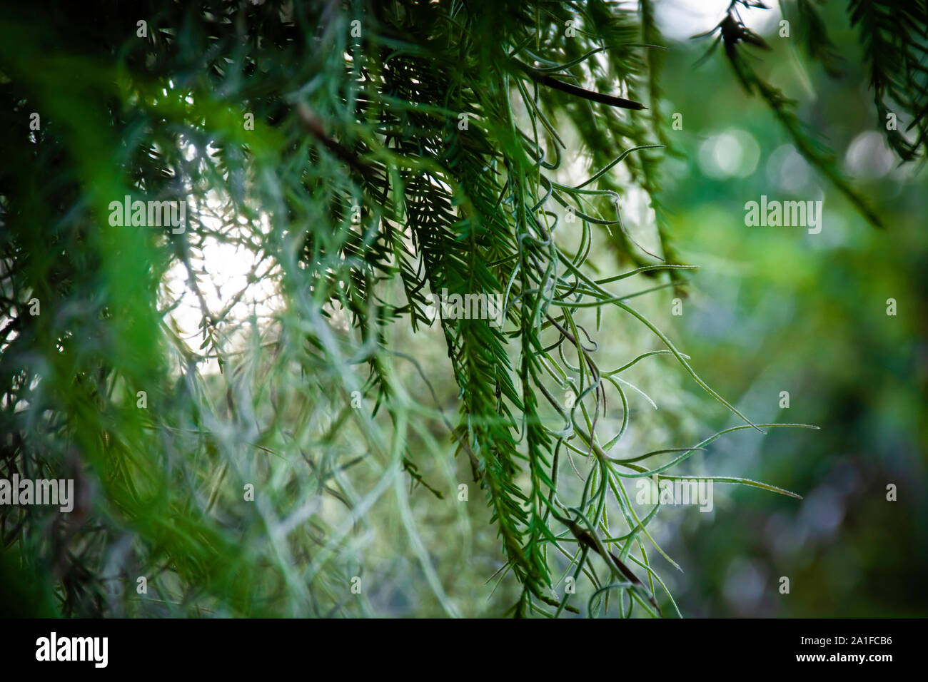 South Florida vegetazione selvatica Foto Stock