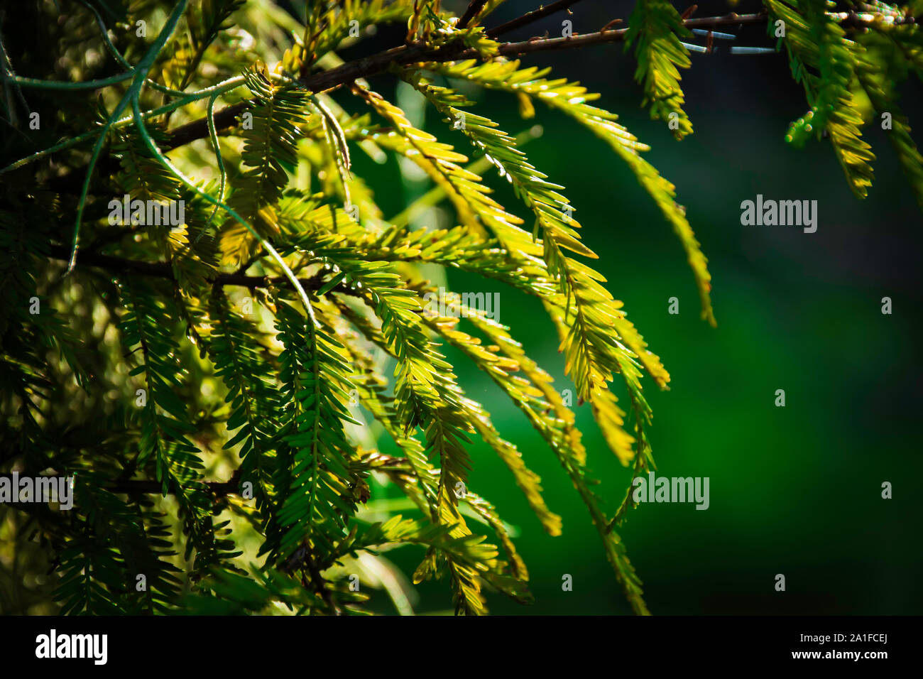 South Florida vegetazione selvatica Foto Stock