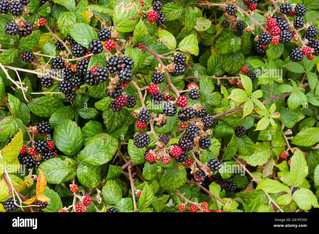 Rubus fruticosus, more selvatiche maturazione in una siepe in settembre, Dorset, Regno Unito Foto Stock