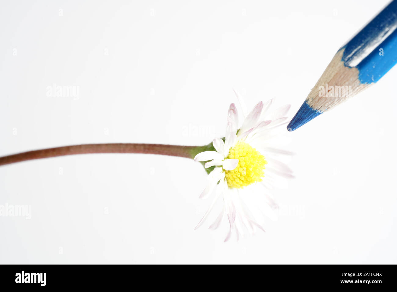 Fiori realistici come un modello per il disegno con matite colorate Foto Stock