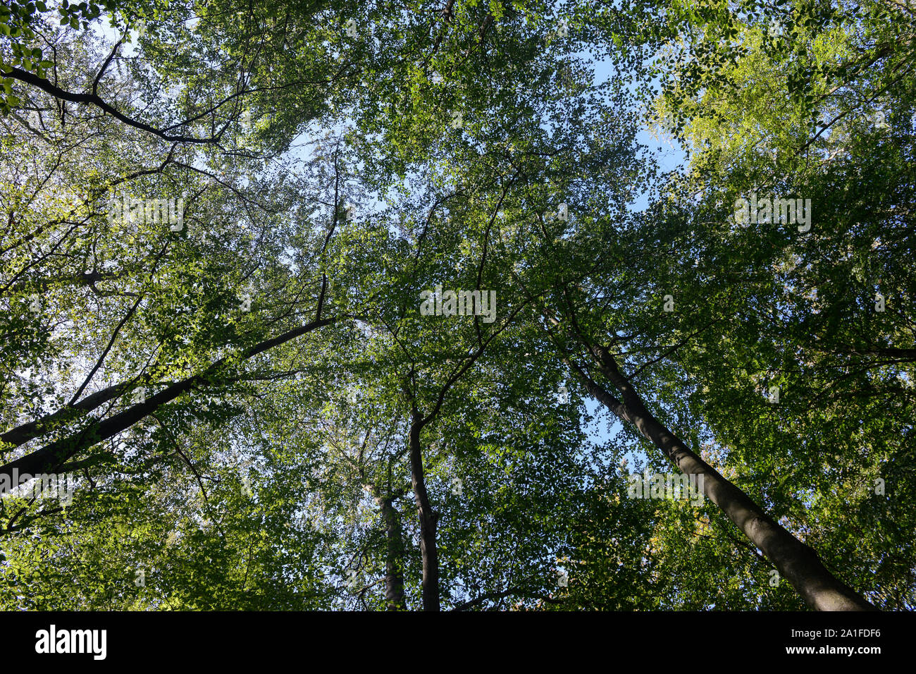 Germania, foresta di faggio / Deutschland, Laubbaeume Buche, Wald in der Lueneburger Heide Foto Stock