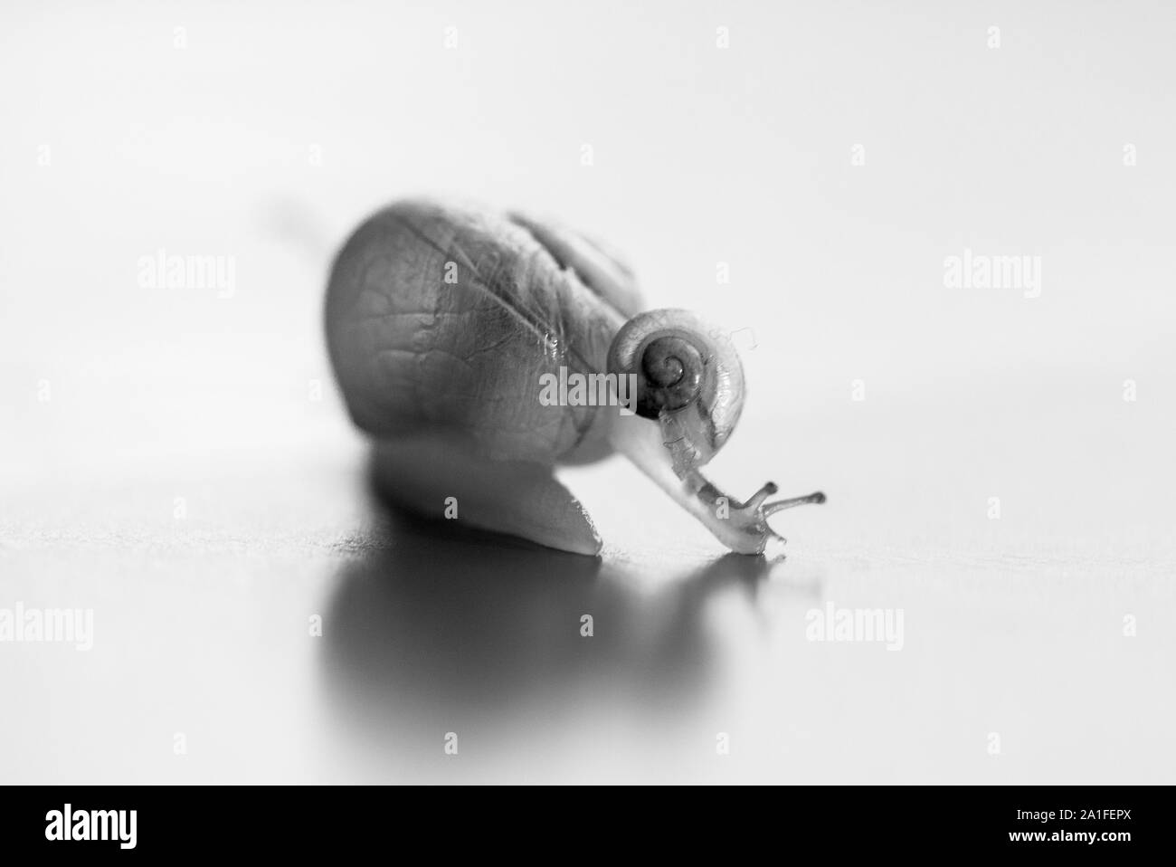 Lumachina a cavallo su un grande lumaca. Il grande lumaca è prendersi cura circa il piccolo. Profondità di campo Foto Stock