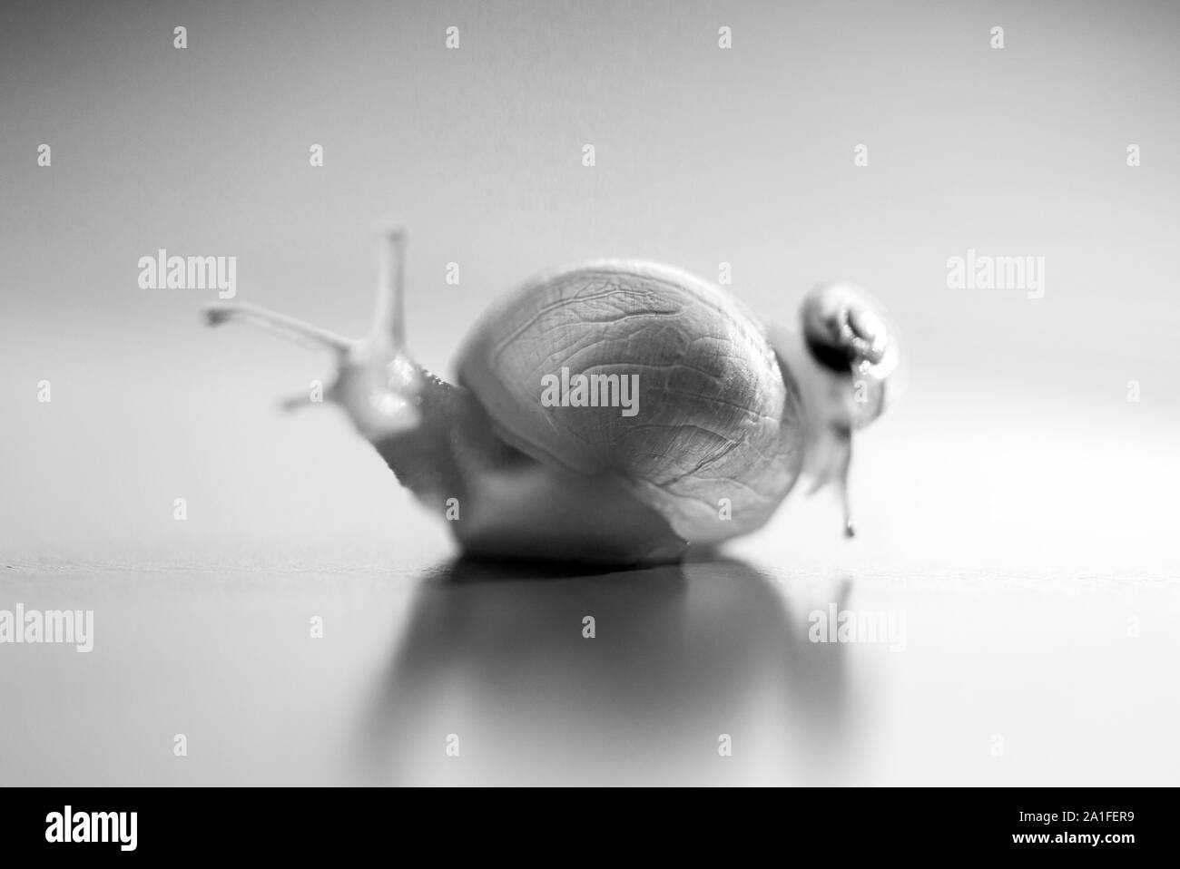 Lumachina a cavallo su un grande lumaca. Il grande lumaca è prendersi cura circa il piccolo. Profondità di campo Foto Stock