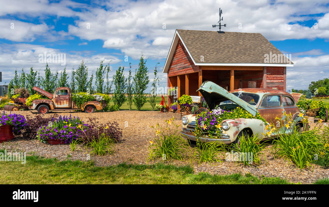 Fiori, vecchi attrezzi e veicoli all'Parkside Pioneer Patch exhibt vicino Winkler, Manitoba, Canada. Foto Stock