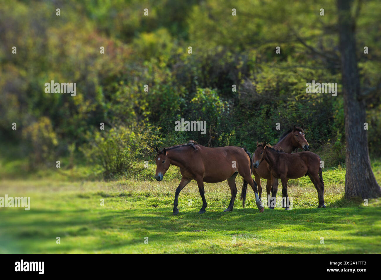 Wild Horse in Altai mountain. bellezza giorni di autunno Foto Stock