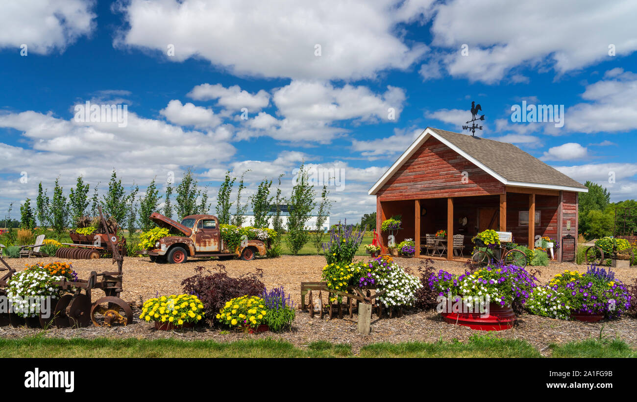 Fiori, vecchi attrezzi e veicoli all'Parkside Pioneer Patch exhibt vicino Winkler, Manitoba, Canada. Foto Stock