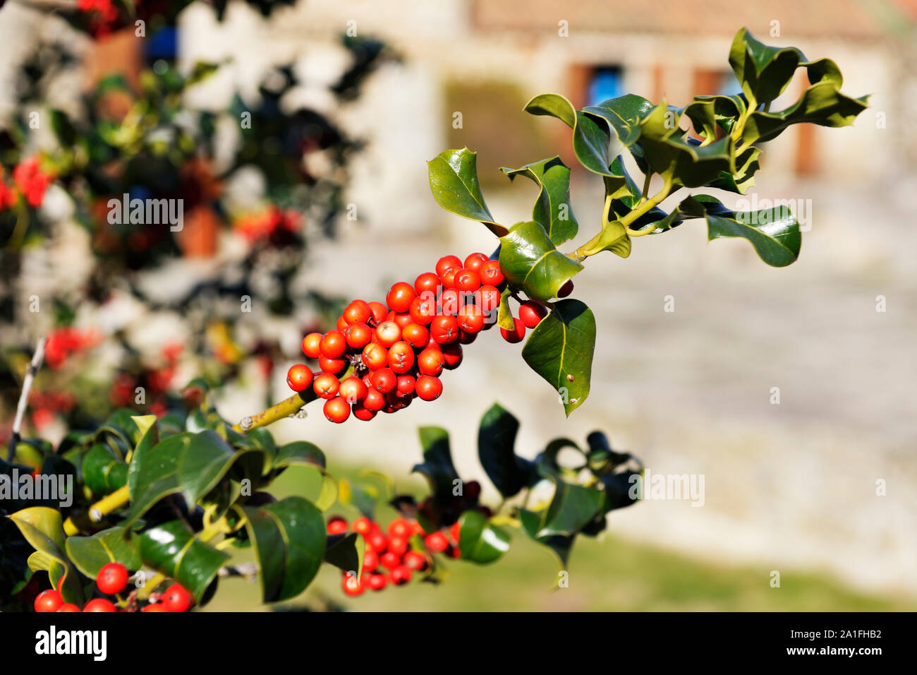 Holly impianto. Boticas, Trás-os-Montes. Portogallo Foto Stock