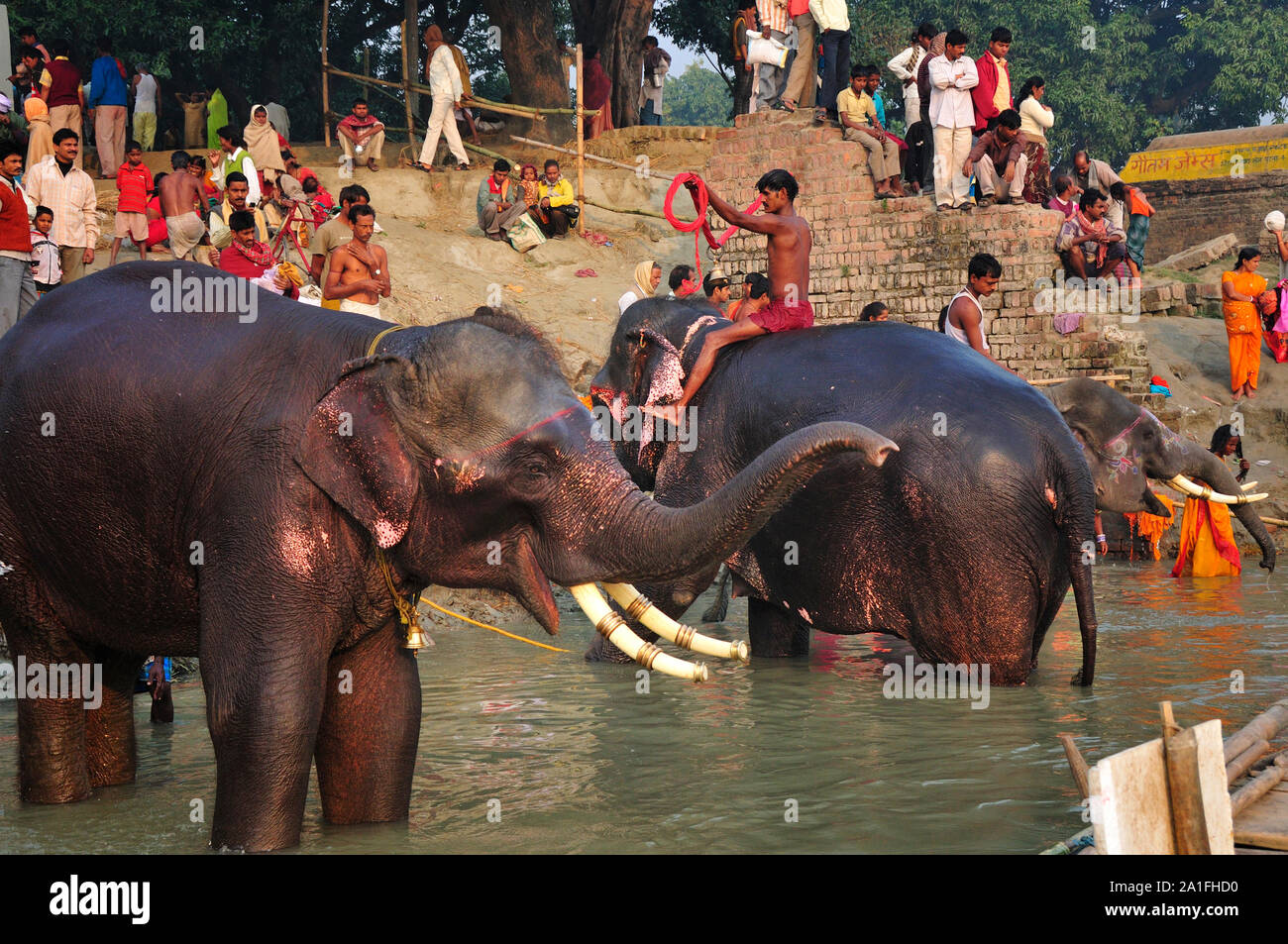 L'elefante la vasca da bagno. Sonepur Mela, India Foto Stock