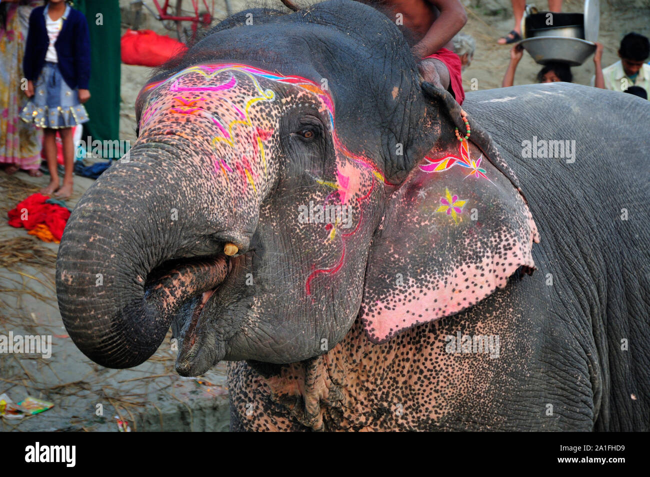 L'elefante la vasca da bagno. Sonepur Mela, India Foto Stock