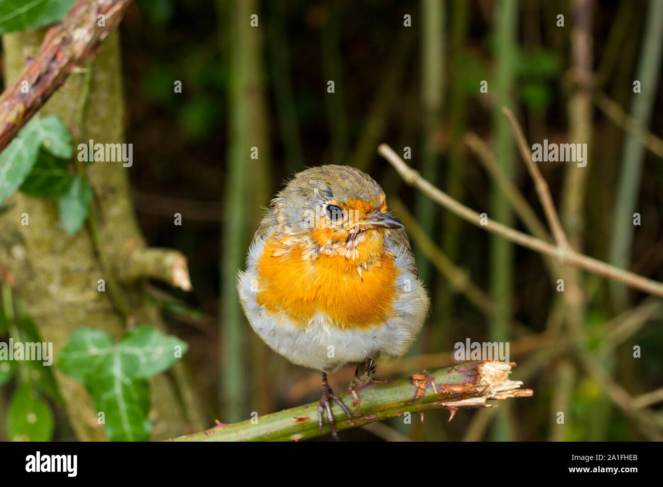 Erithacus rubecula, Europeo robin appollaiato su un ramoscello in autunno, Dorset, Regno Unito Foto Stock Erithacus rubecula, Europeo robin appollaiato su un ramoscello in autunno, Dorset, Regno Unito Foto Stock