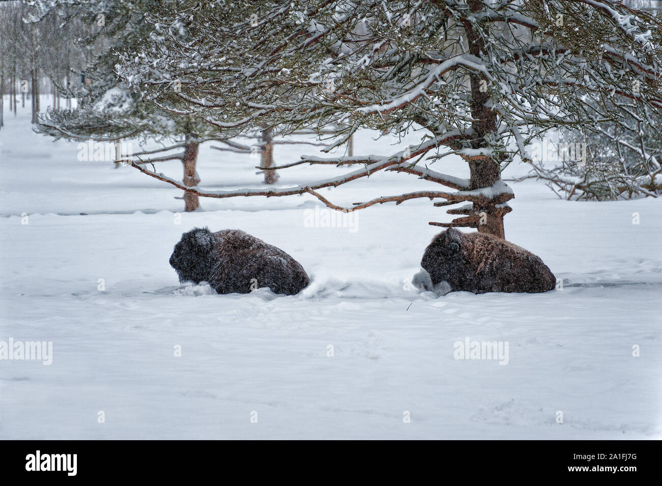 La neve cade su Buffalo che stabilisce nei pressi di un albero. Foto Stock La neve cade su Buffalo che stabilisce nei pressi di un albero. Foto Stock
