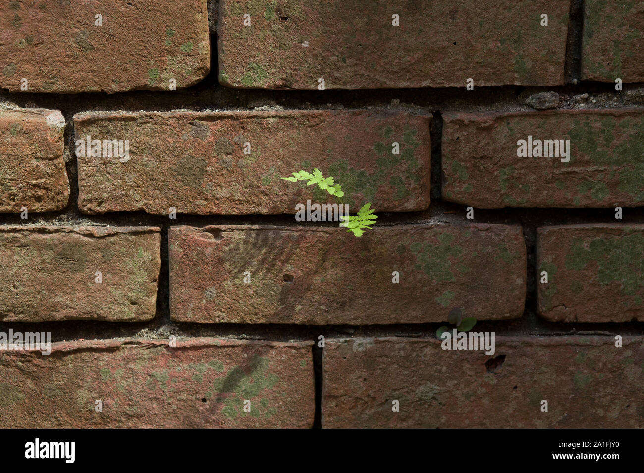 Un minuscolo fern mantiene un piede su un muro di mattoni. Foto Stock