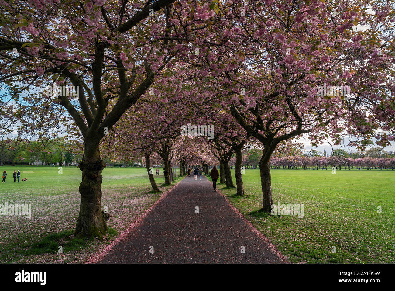 Fiore di Ciliegio in Edinburgh durante il mese di maggio Foto Stock