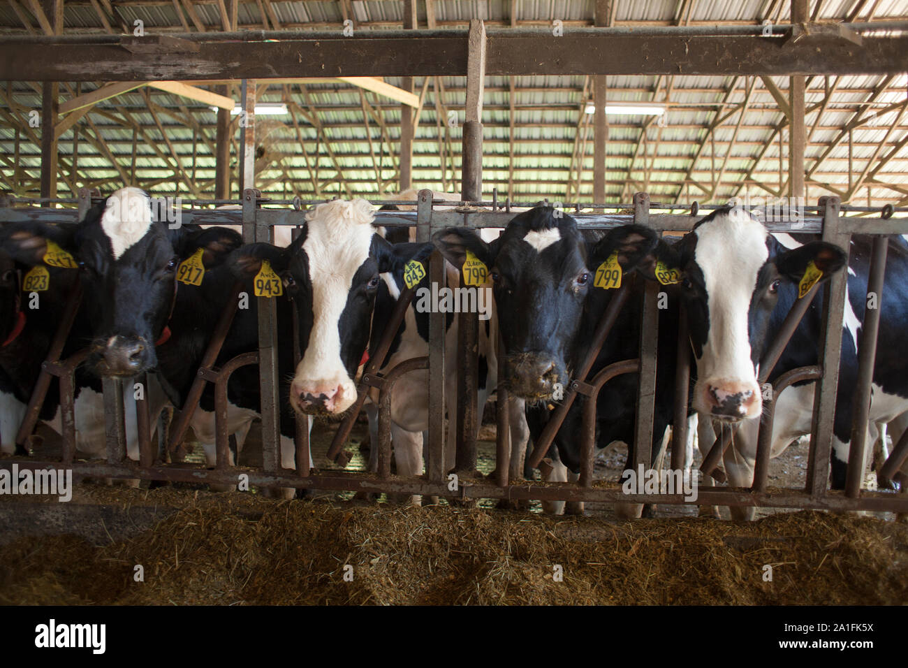 Vacche linea fino a mangimi insilati sul posto di fronte a loro. Questa azienda utilizza ecologicamente corretto pratiche per combattere il riscaldamento globale. Foto Stock