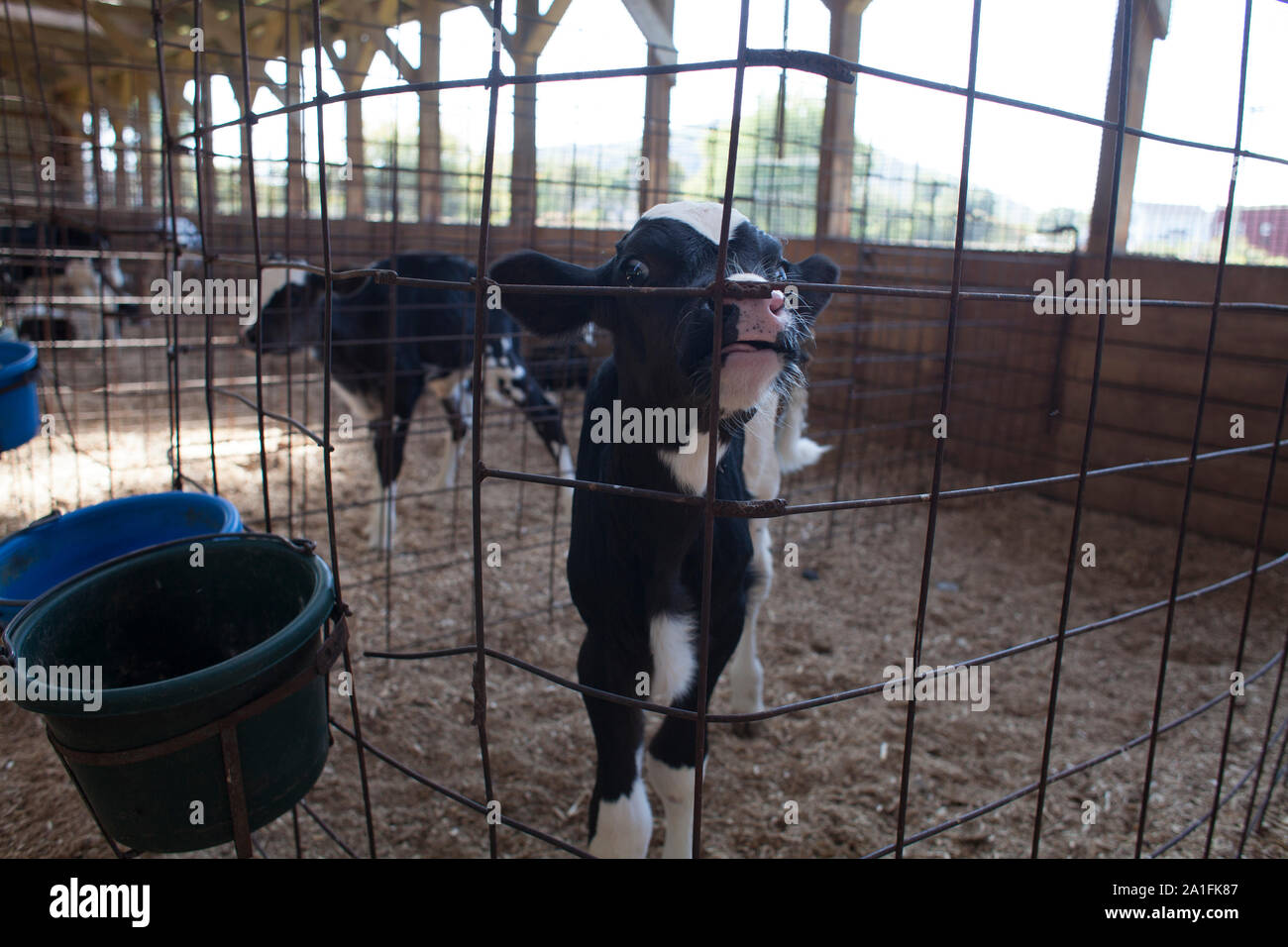 Holstein vitelli nel granaio di una fattoria di caseificio. Foto Stock