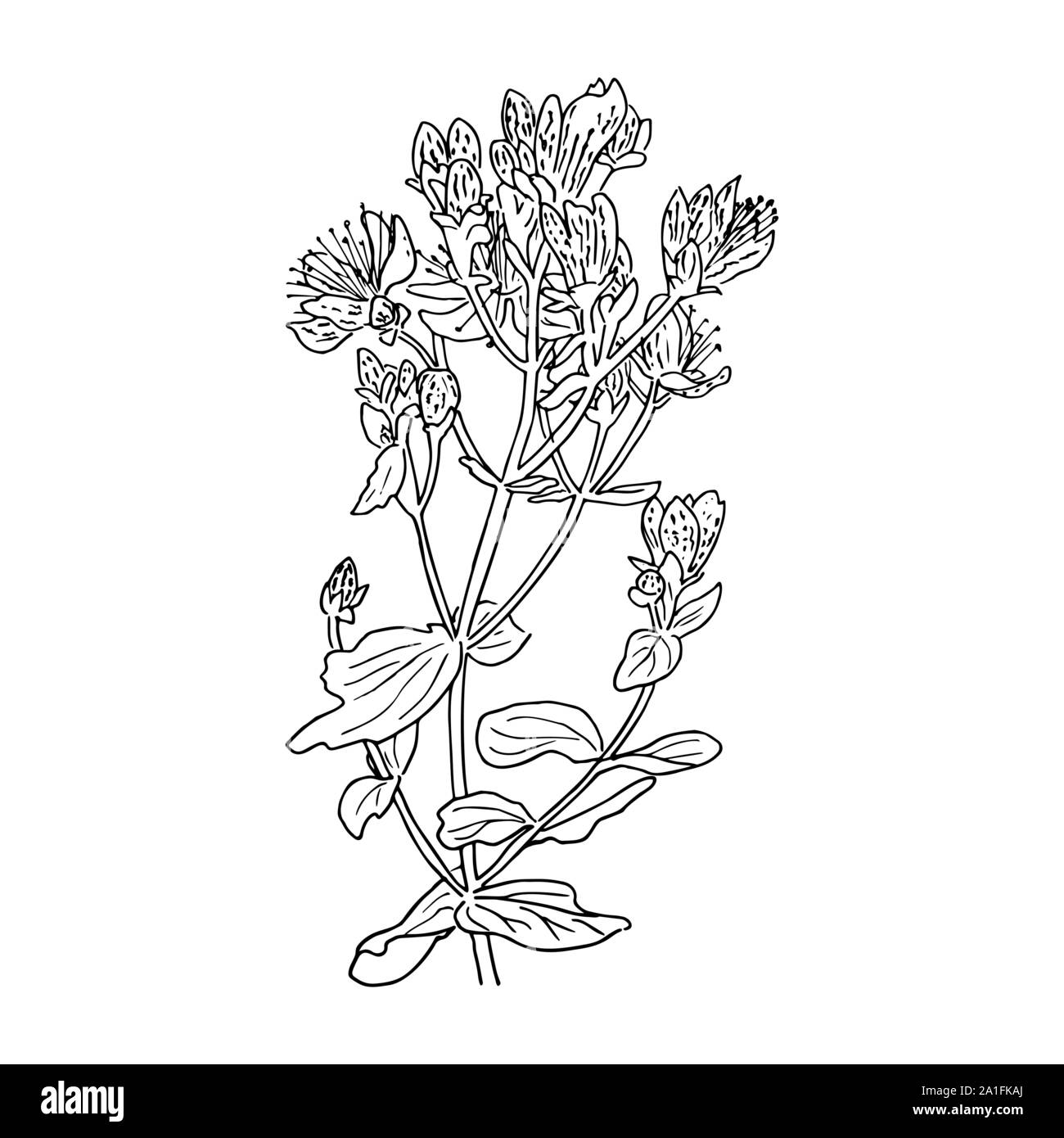 Hypericum perforatum, San Giovanni vale la pena. Herbal disegnati a mano illustrazione incisione, stile minimalista. silhouette Illustrazione Vettoriale