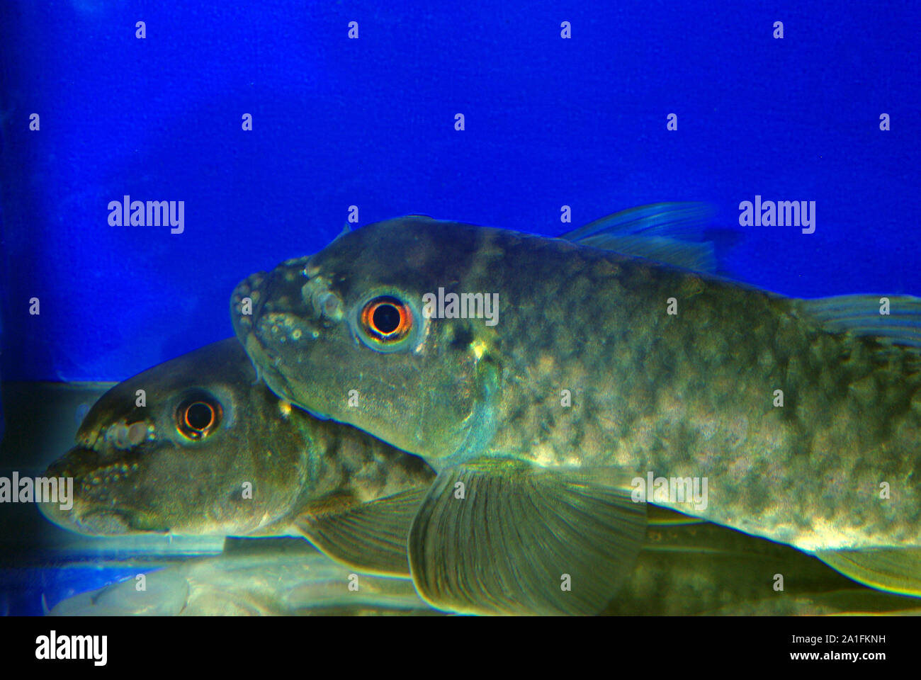 Red garra o Doctor Fish, Garra Rufa Foto Stock