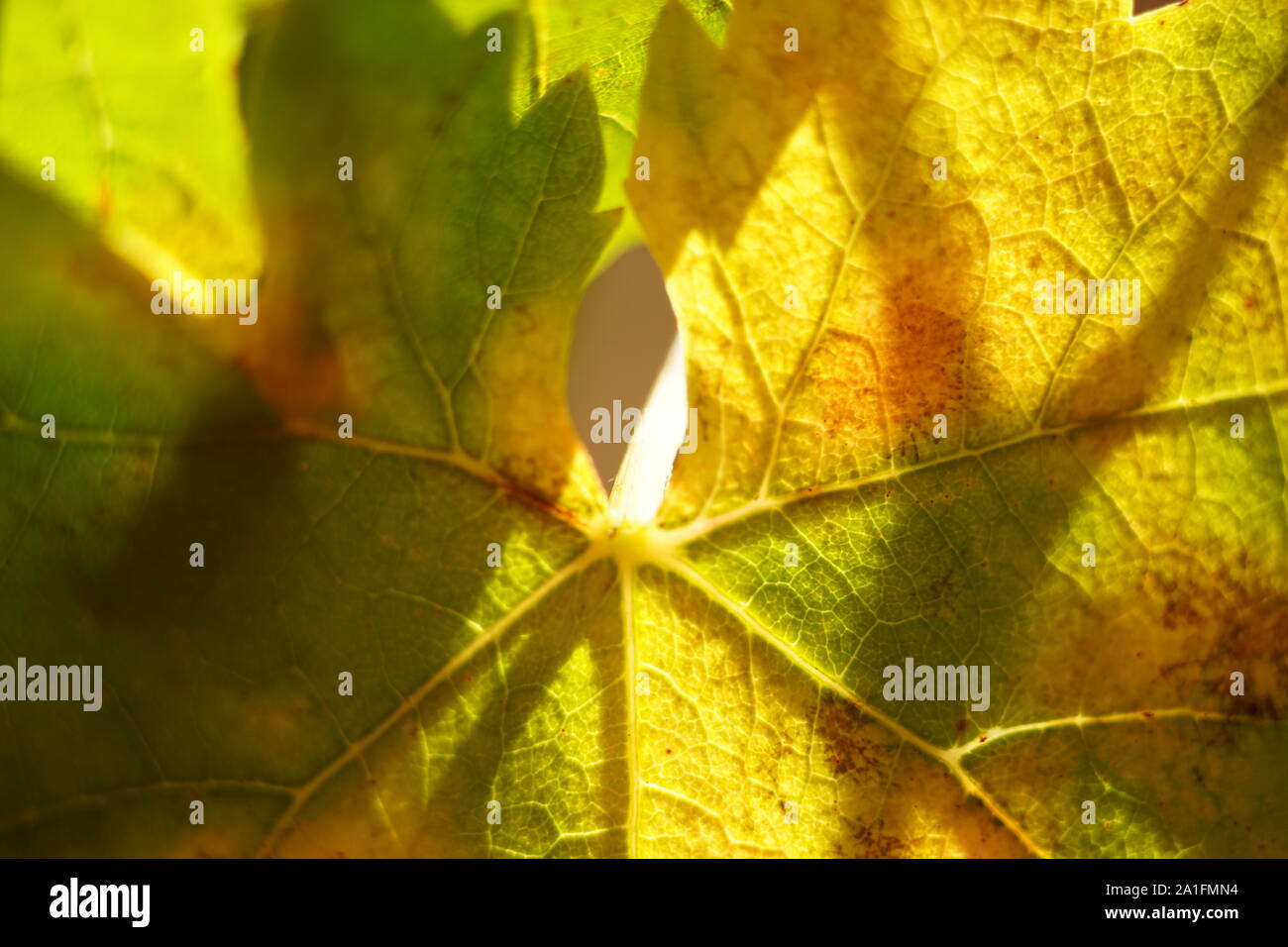 Autunnale di foglie di uva foto macro, autunno giardino soleggiato. Foto Stock