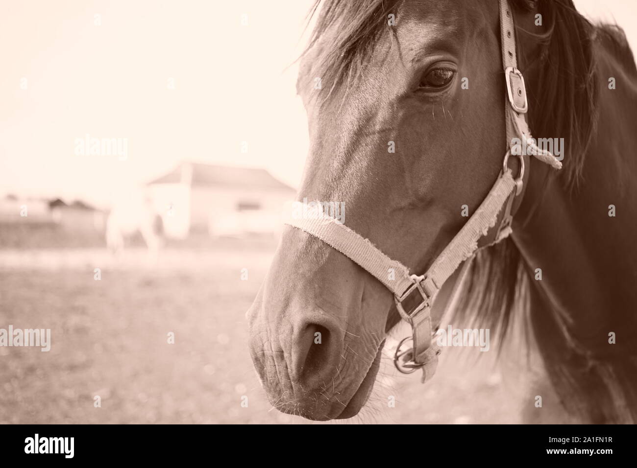 Ritratto di un cavallo marrone all'aperto, close-up viso, foto seppia Foto Stock