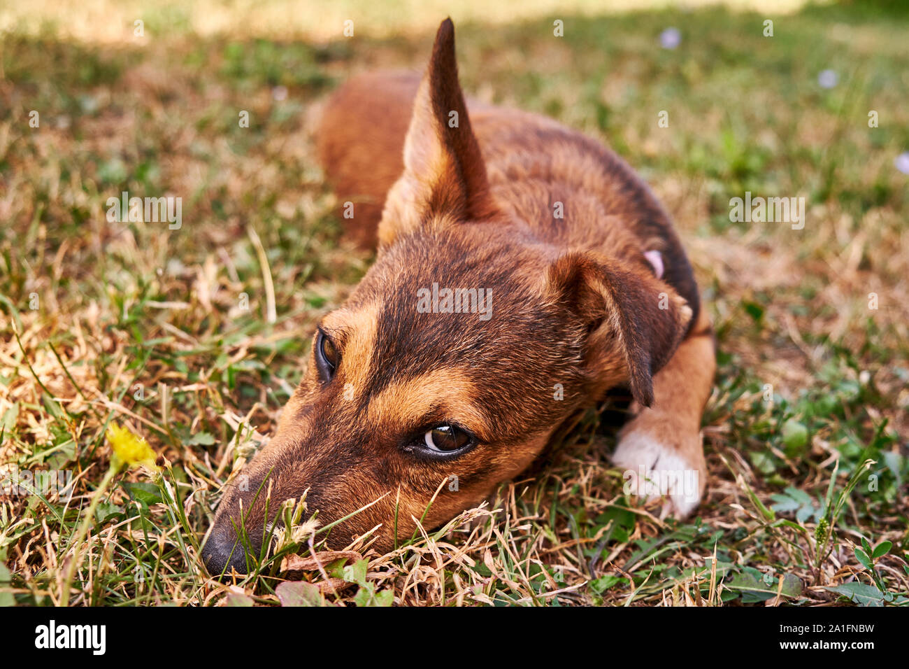 Cucciolo di posa su un'erba Foto Stock