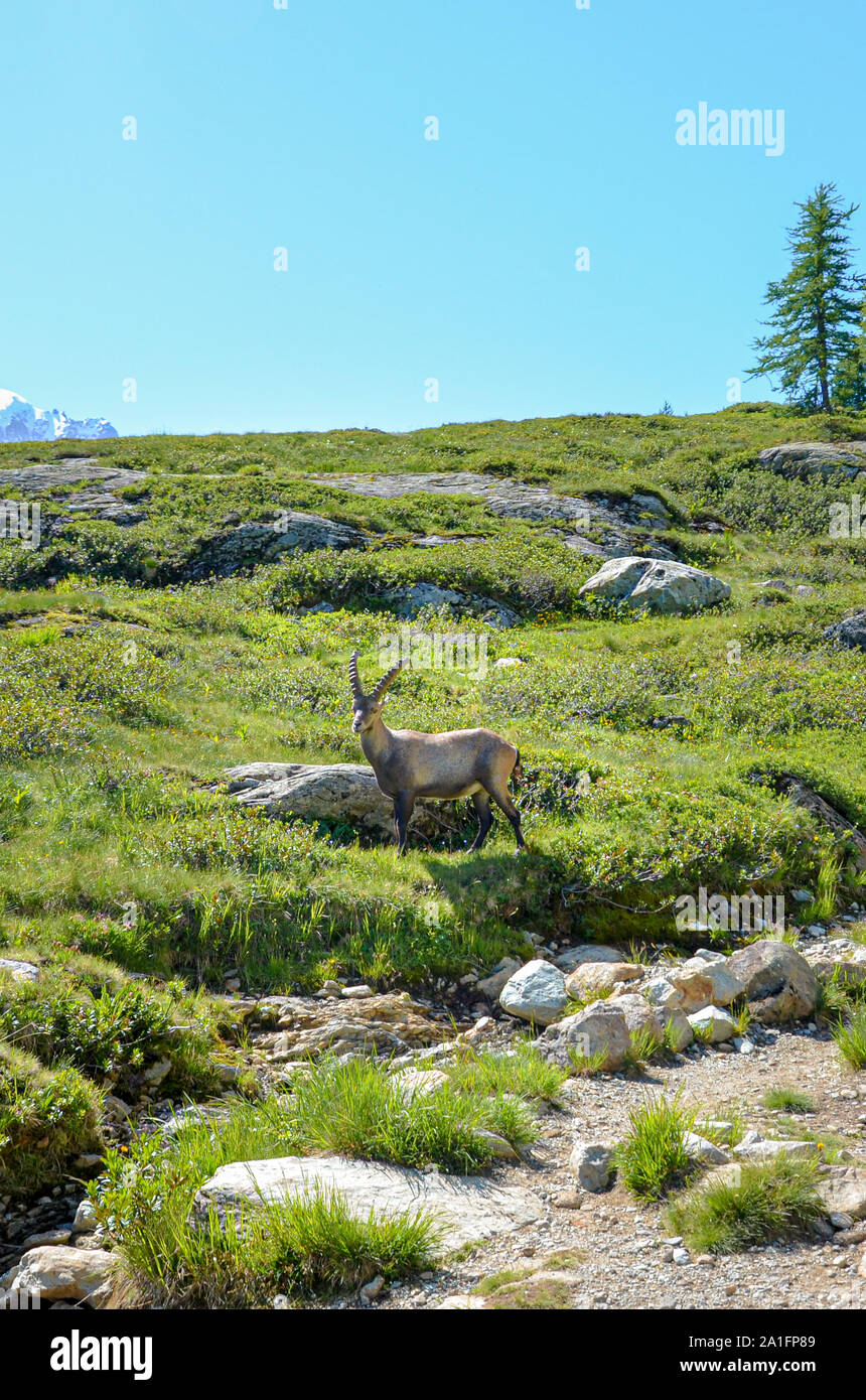 Alpine Ibex su una collina nelle Alpi francesi vicino a Chamonix-Mont-Blanc. Capra selvatica, capre di montagna. Paesaggio alpino d'estate. Montagne innevate sullo sfondo. Immagine verticale. Foto Stock