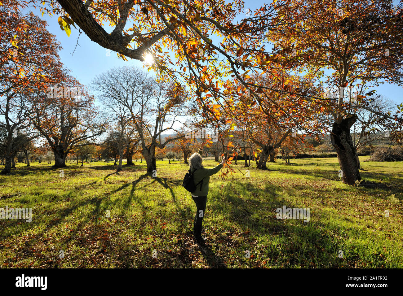 Alberi di castagno in autunno. São Mamede Natura Park, Portogallo Foto Stock