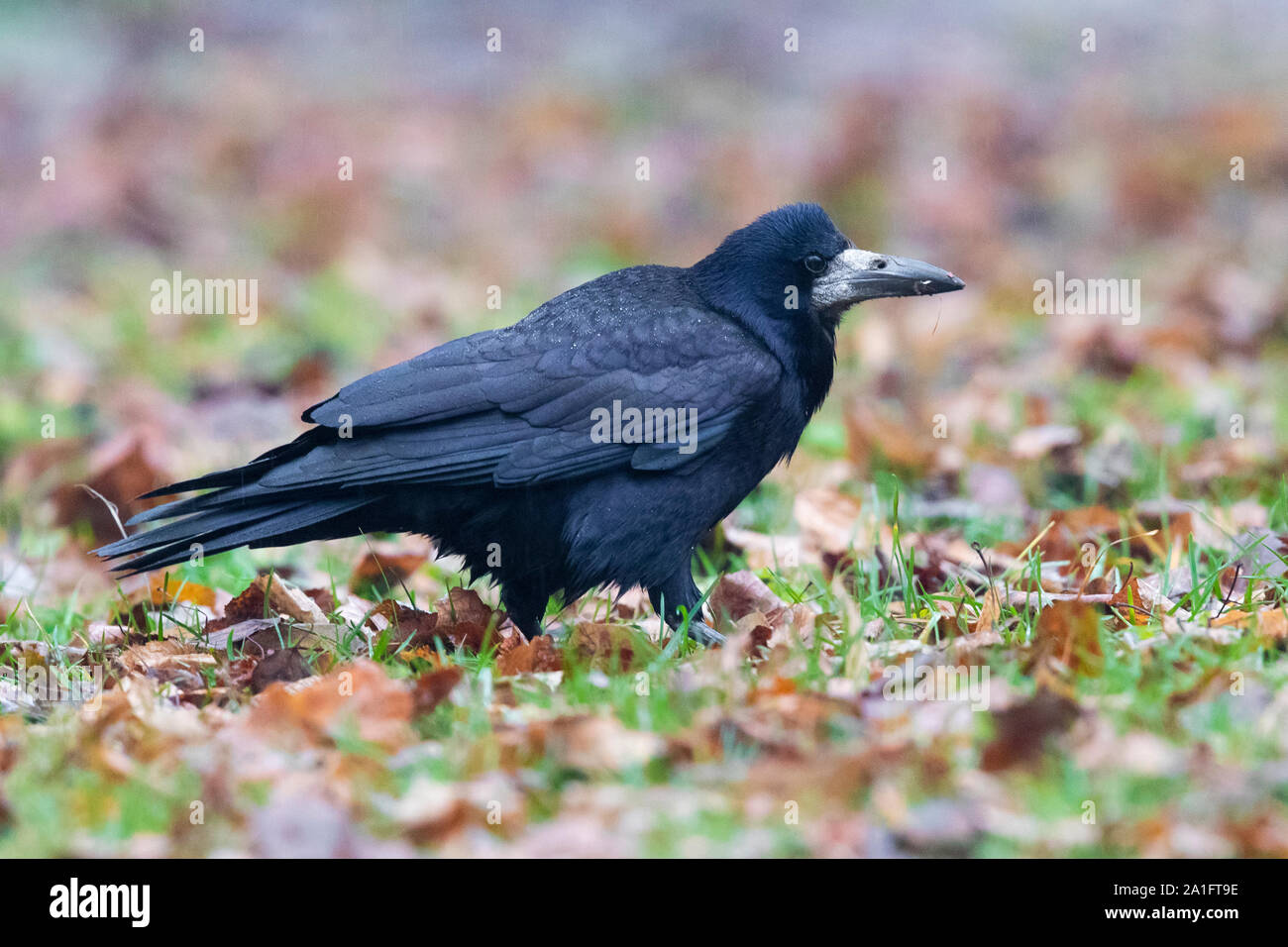 Rook (Corvus frugileus), la vista laterale di un adulto in piedi sul suolo, Varsavia, Polonia Foto Stock