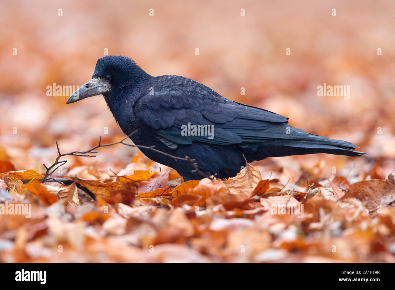 Rook (Corvus frugileus), la vista laterale di un adulto in piedi tra le foglie di autunno, Varsavia, Polonia Foto Stock